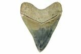 Serrated, Fossil Megalodon Tooth - Indonesia #279196-2